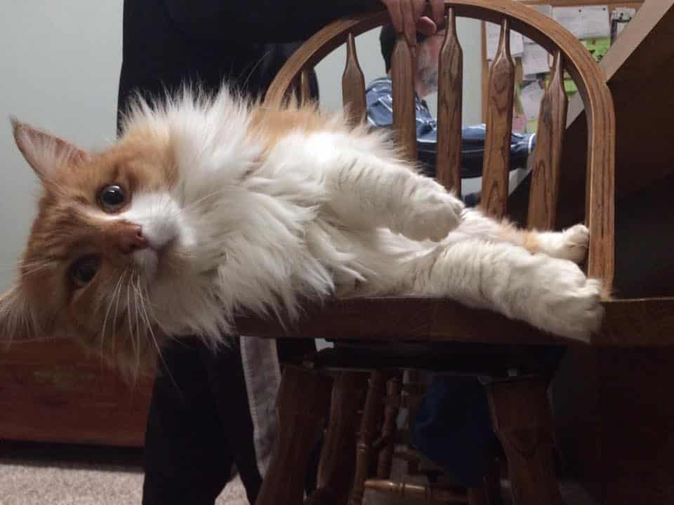 orange and white fluffy cat sitting on a chair.