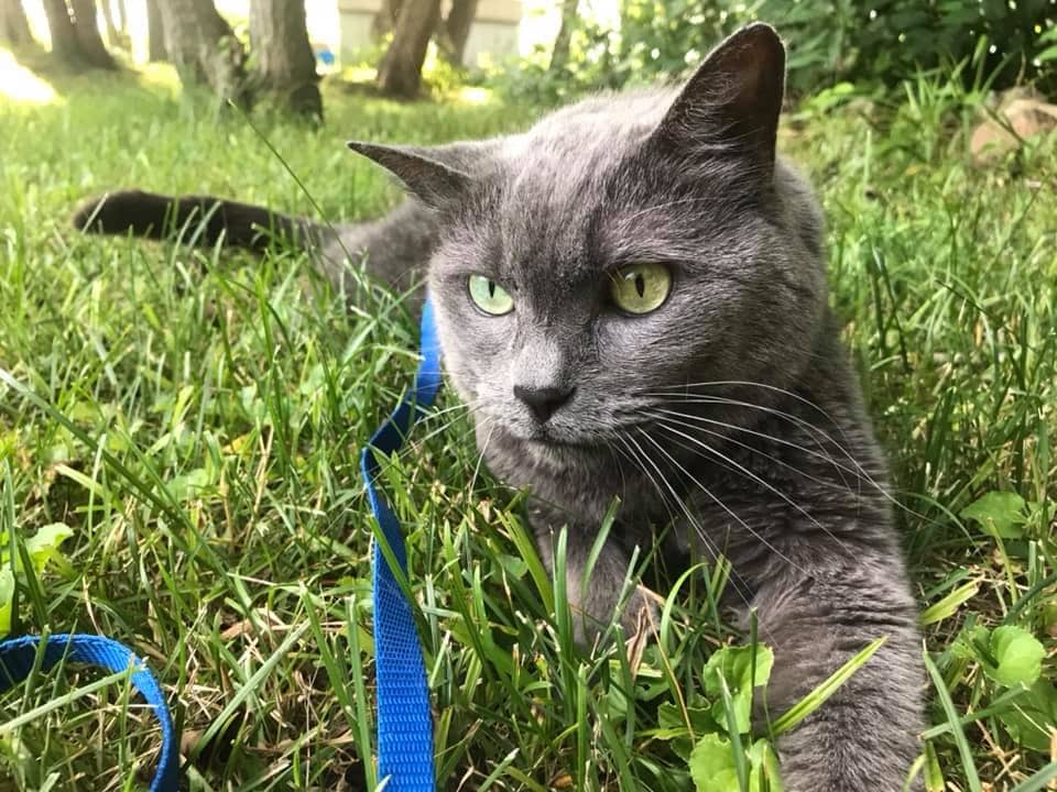 Waddles Outside gray cat sitting in grass wearing a harness.